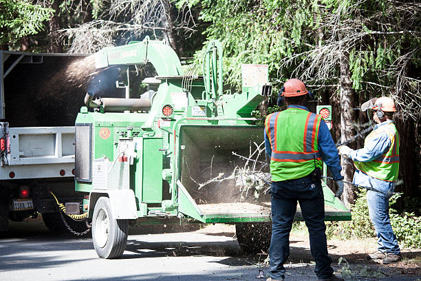 Professional Tree Services in Arbutus, MD